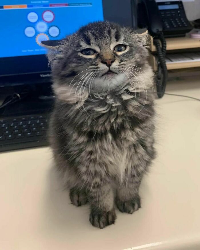 Fluffy gray tabby kitten with a serious expression sitting on a desk in front of a computer, cat virus.exe humor concept.