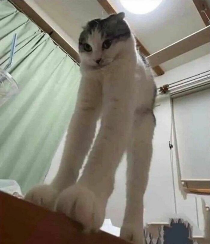 Cat virus.exe malfunction captured in a funny photo showing a cat with unusually long front legs stretching on a table.