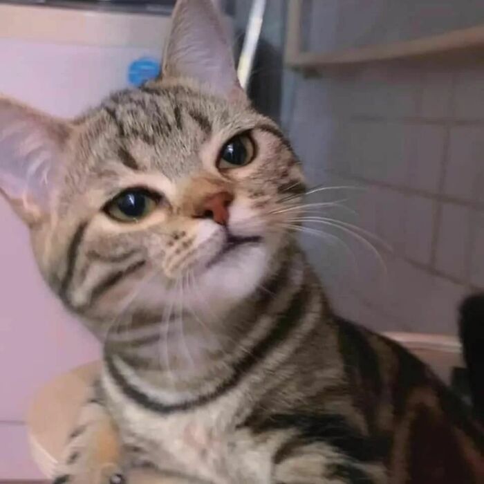 Close-up of a tabby cat with a curious expression, one eye slightly misaligned, showing a cat virus malfunction moment.