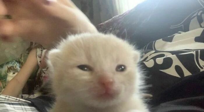 Close-up of a kitten with a funny expression, captured in a moment that fits the cat virus.exe malfunction theme.
