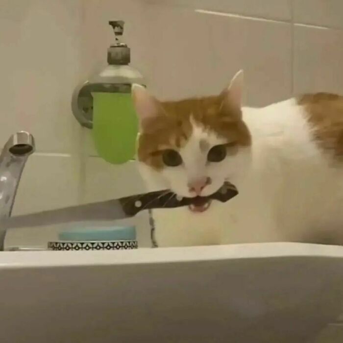 Cat malfunction with a white and orange cat holding a kitchen knife in its mouth near a bathroom sink.