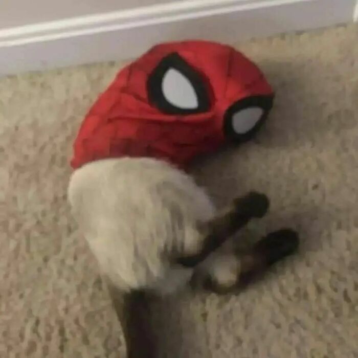 Cat wearing a Spider-Man mask lying on carpet, one of the hilarious pics from Cat Virus.Exe defying explanation.