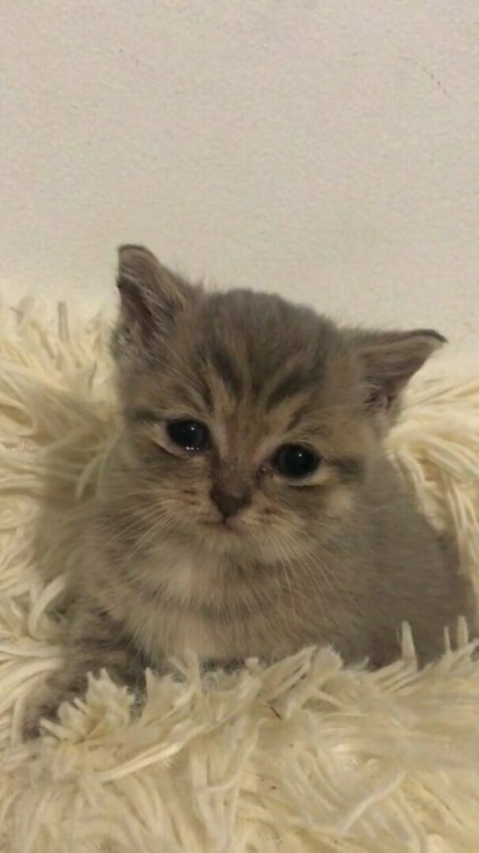 Gray kitten with big eyes resting on a fluffy white surface, illustrating cats malfunction in funny cat virus.exe moments.