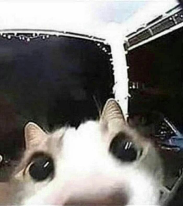 Close-up of a cat with enlarged eyes looking directly at the camera, a funny example of cat virus.exe malfunction.