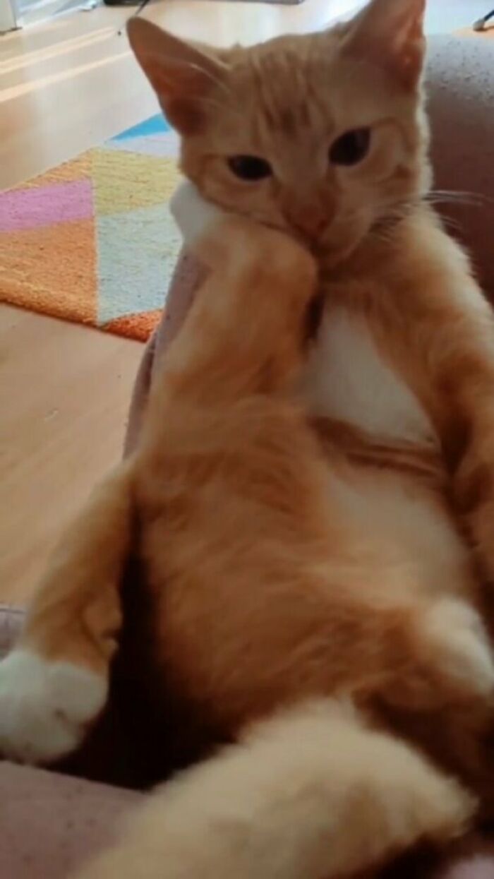 Orange and white cat sitting with a paw on its face, captured in a hilarious moment from cat virus.exe photos.