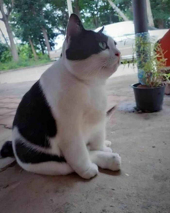 Black and white cat sitting unusually with legs tucked, one ear up, outdoors on a concrete floor beside a potted plant cat virus.exe.