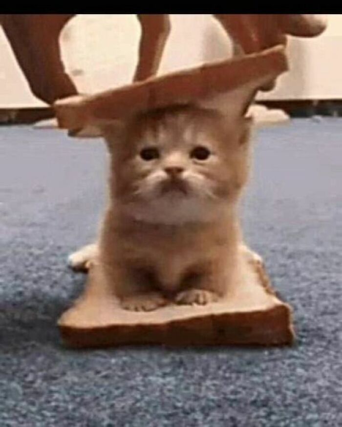 Kitten perfectly framed between two slices of bread in a humorous cat virus malfunction moment.