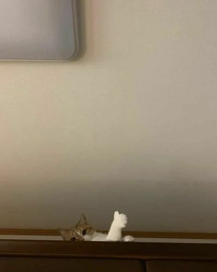 Cat malfunction with paw raised like a thumbs-up, humorously captured in a funny cat virus.exe moment.