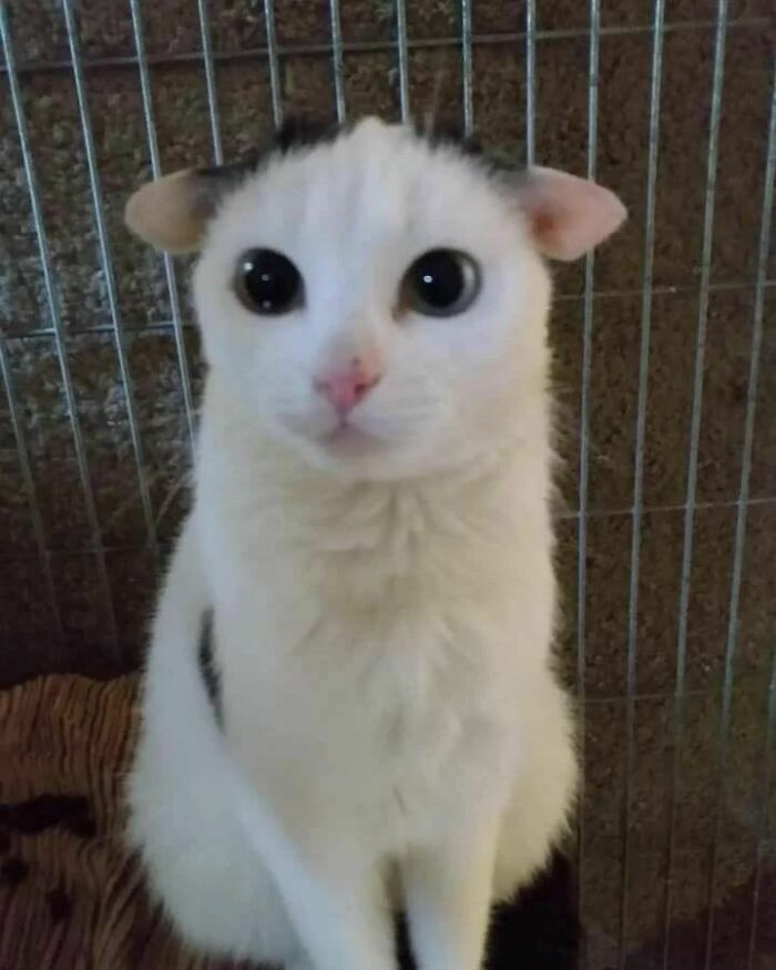 Cat with unusual eyes and ears, a funny example from cat virus.exe collection showing cats malfunctioning in hilarious ways