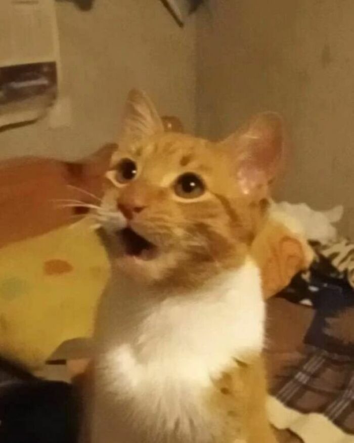 Orange and white cat with a surprised expression, featured in funny cat virus.exe malfunction pictures collection.