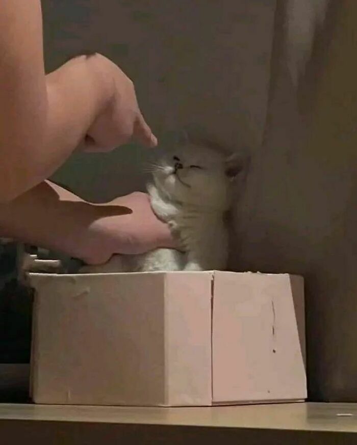 Cat inside a small box with a hand gently touching its face, showcasing a funny cat virus.exe moment.