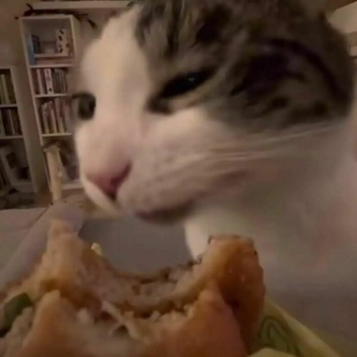 Close-up of a cat near a sandwich, showcasing a funny moment from cat virus.exe malfunction pictures.