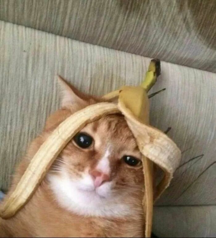 Orange cat with a banana peel over its head, illustrating a funny moment from cat virus.exe malfunction pictures.
