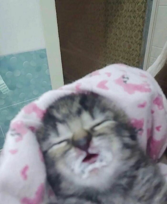 Close-up of a kitten wrapped in a pink blanket, eyes closed with a funny expression, from cat virus.exe collection.