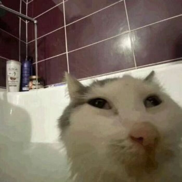 Close-up of a cat with a confused expression in a bathroom, part of the cat virus.exe hilarious pics series.