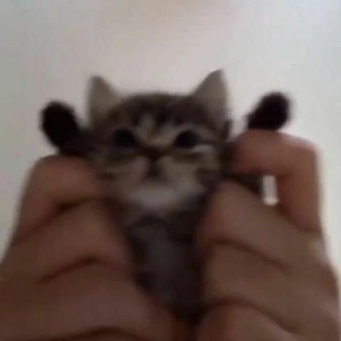 Blurry close-up of a kitten being held with paws up, captured in a funny cat virus.exe malfunction moment.