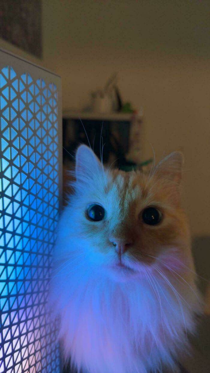 Adopted A Senior Cat From The Shelter