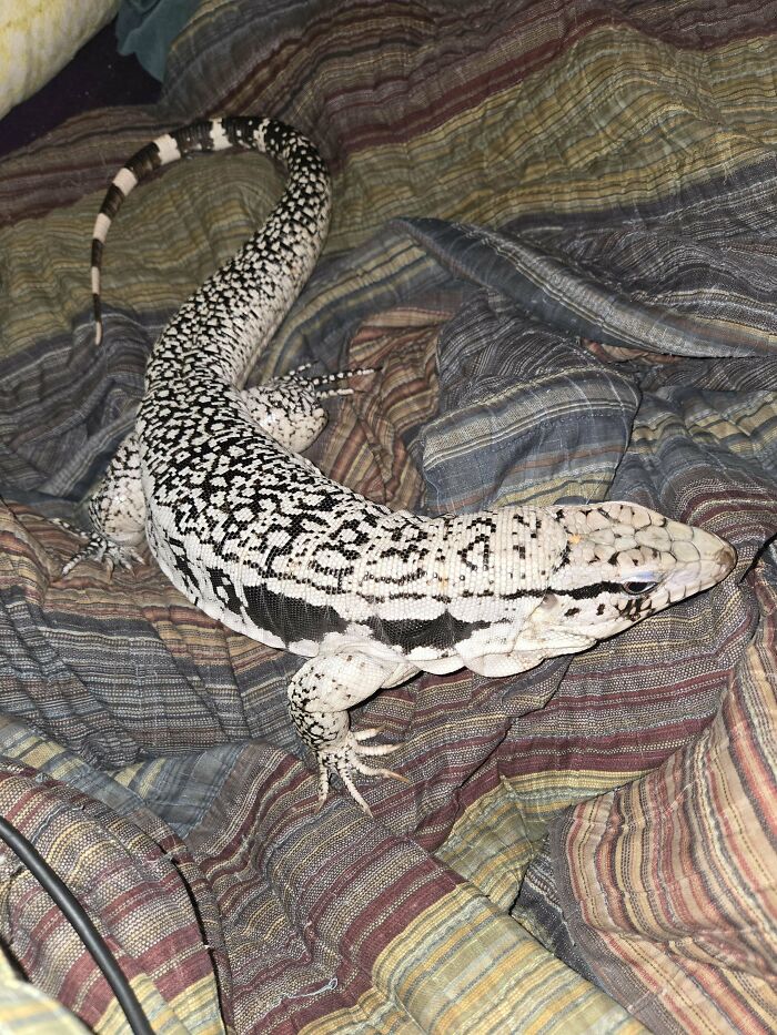 Adopted Another One This Weekend