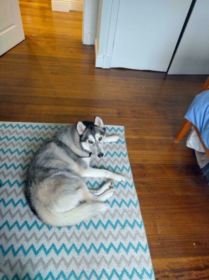 Best Decision Of My Life Adopting This Gorgeous Girl