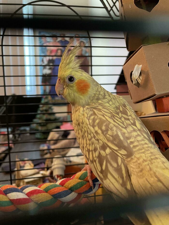My New Tiel
