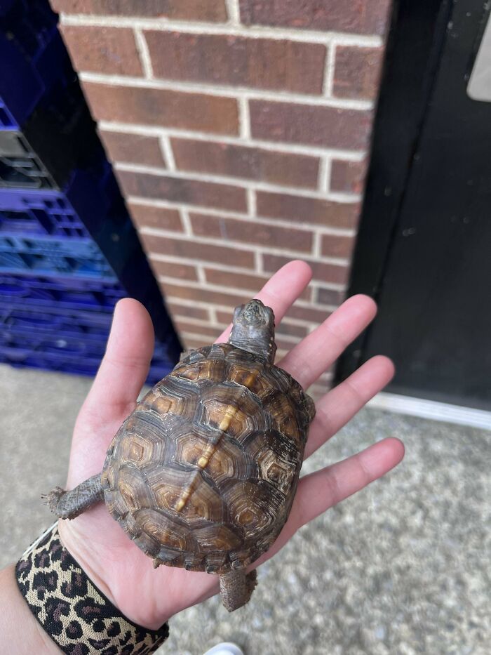 We Adopted A Box Turtle A Couple Days Ago As An Office Pet! Everyone Meet Fern
