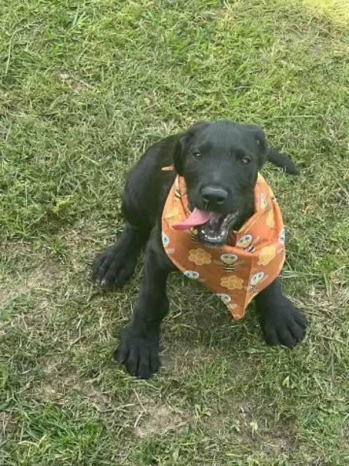 Meet Kevin! Great Dane / Giant Schnauzer Mix