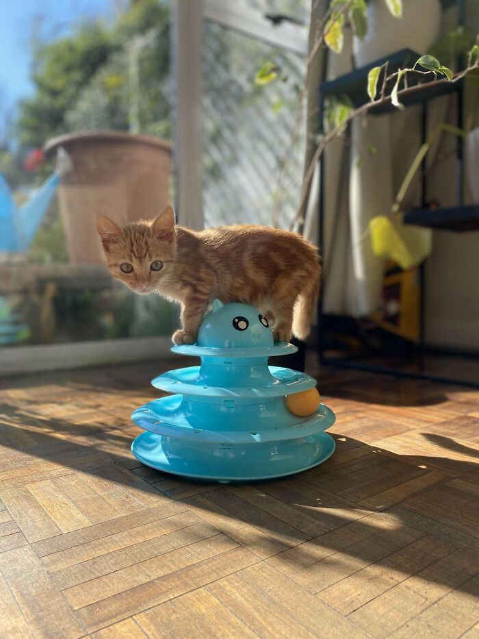 Hello, My Name Is Peaches