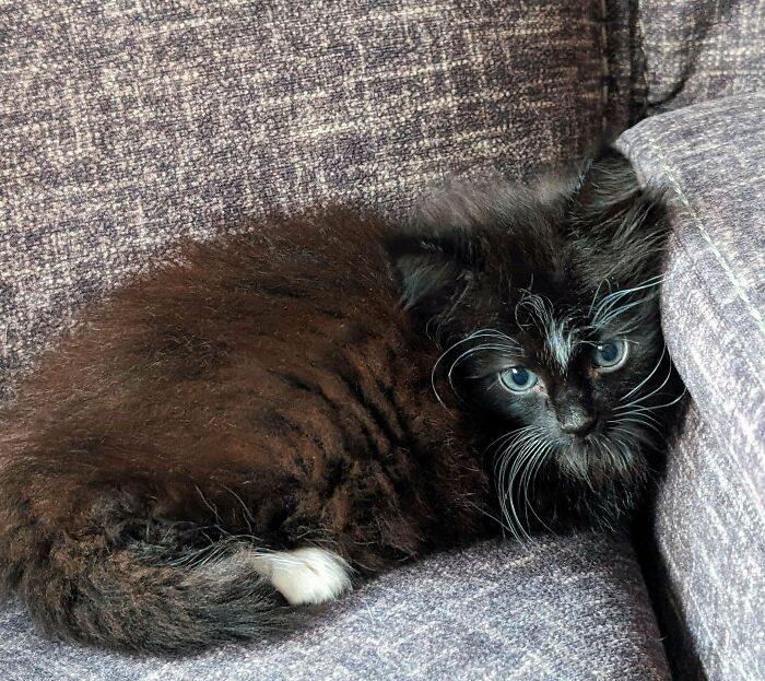 Literal Friday Cat! What Would You Do For Mr. Handsome Eyebrows??