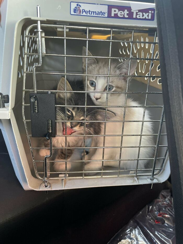 Adopted These Boys Today