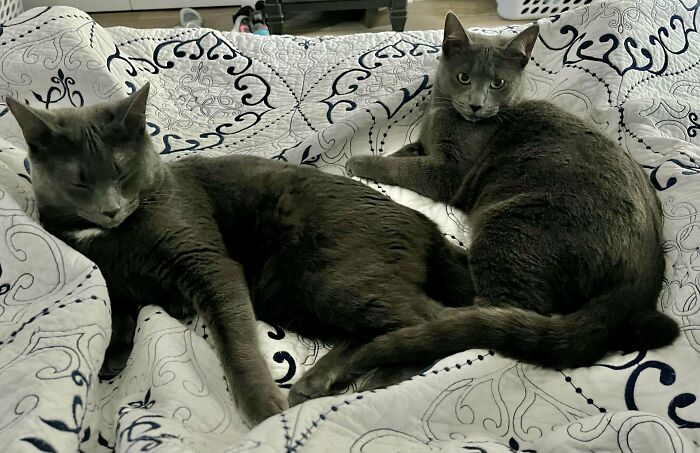 Two New Members Of The Family