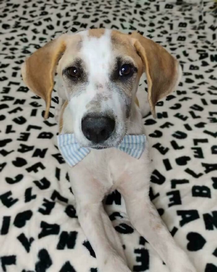 Today Is Dobby's Adoption Day, He Awaits His Humans With His Little Bow