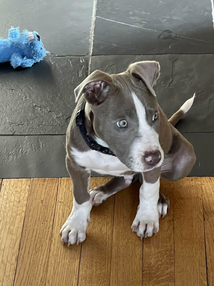 Just Adopted This Handsome Lad!