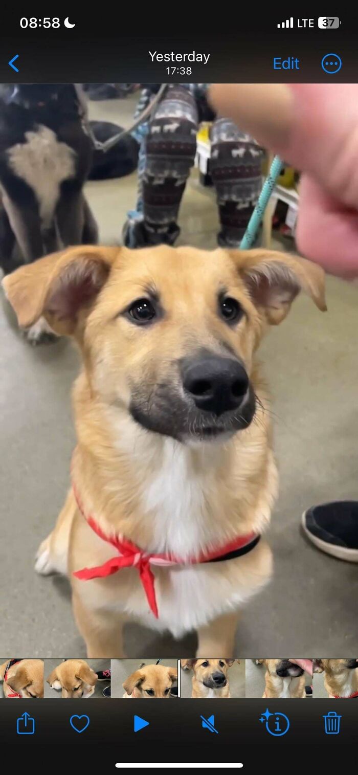 After Years Of Waiting For My Own Baby, I Adopted Oro This Weekend ❤️