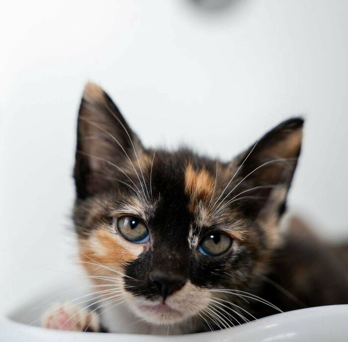Just Adopted A Calico