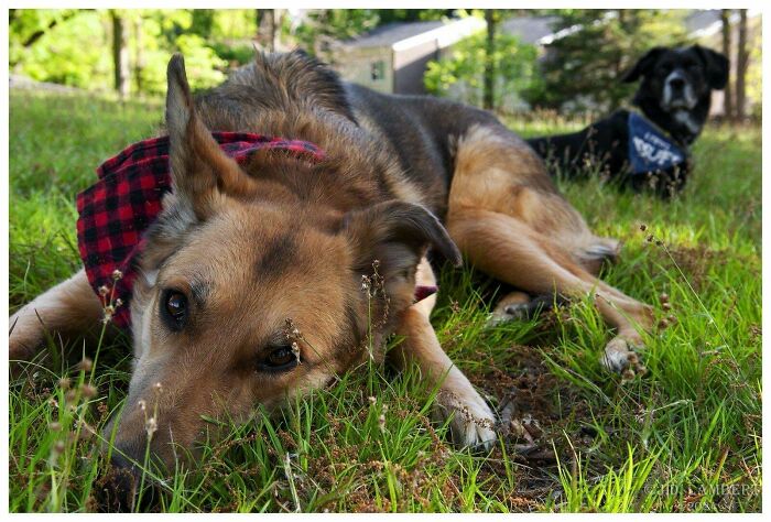 Kiara, Our Newly-Adopted German Shepherd/Border Collie. She Is So Sweet And Has Adjusted Super Well To Our Home. She's Just A Fantastic Dog