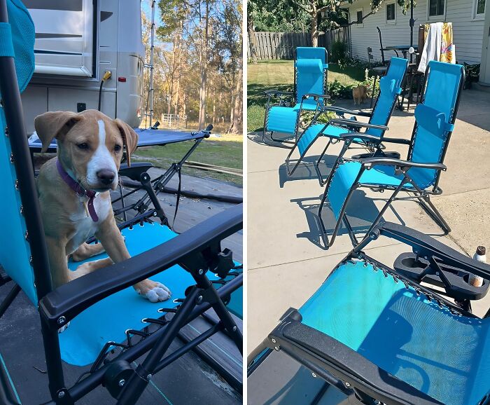 A puppy sitting on a blue reclining chair outside; multiple blue chairs in a backyard setting, illustrating Amazon best sellers.