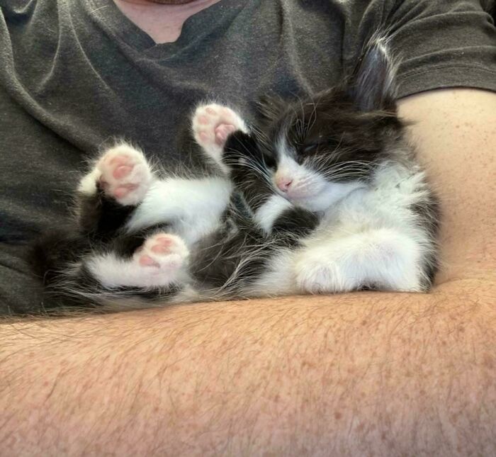 We’ve Been Meaning To Adopt A Cat And Then My Wife Found This Guy In A Parking Lot