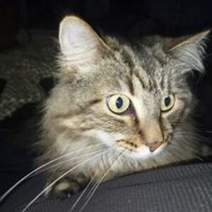 brooklyn_states avatar