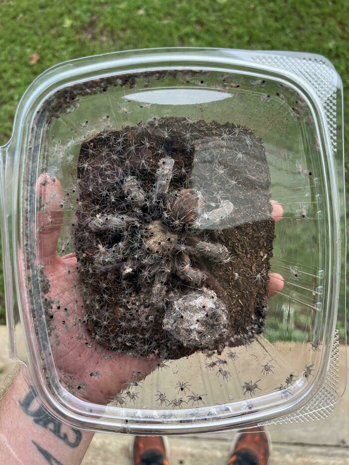 Mi tarántula ha tenido bebés