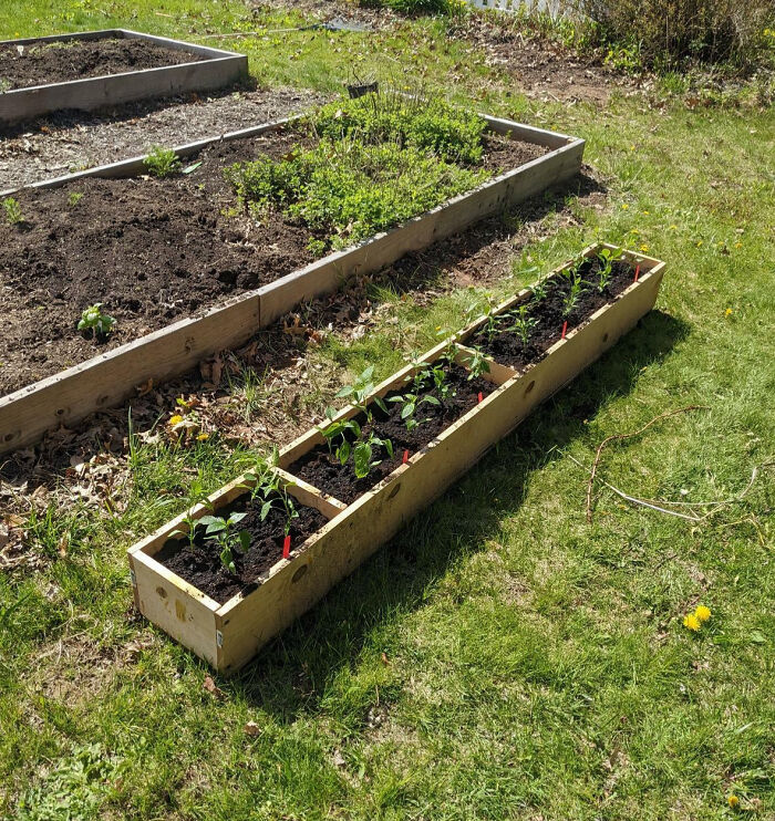 Neighbors Threw Away A Book Case. I Took It, Drilled Some Drainage Holes, Snagged The Towns Free Compost And Now I Have A Place For 20 Pepper Plants