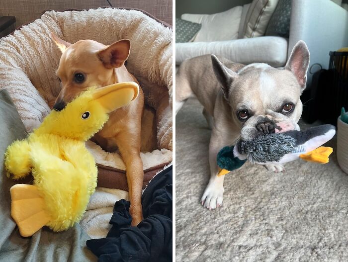 Two dogs playing with plush toys, showcasing Amazon best sellers for pet lovers.