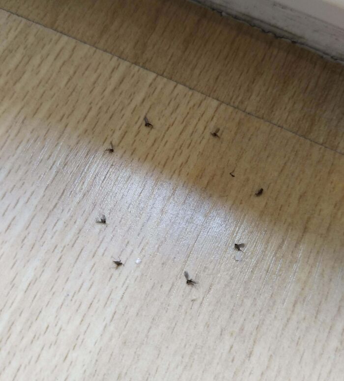 Found Dead Flies Making A Circle Near My Window. I Don't Use Traps, Bug Sprays, Or Anything Similar. What Could Be Causing This?