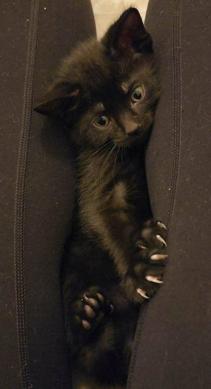 Adorable black kitten nestled between legs, showing sharp claws.