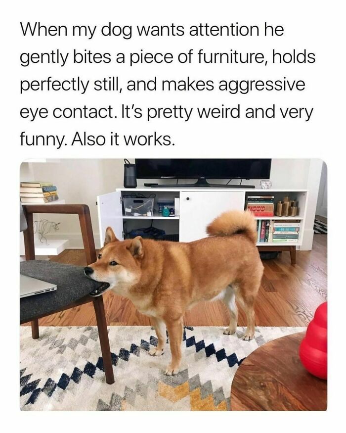 Dog gently biting furniture for attention, demonstrating funny and weird behavior, relatable to students and young adults living life.