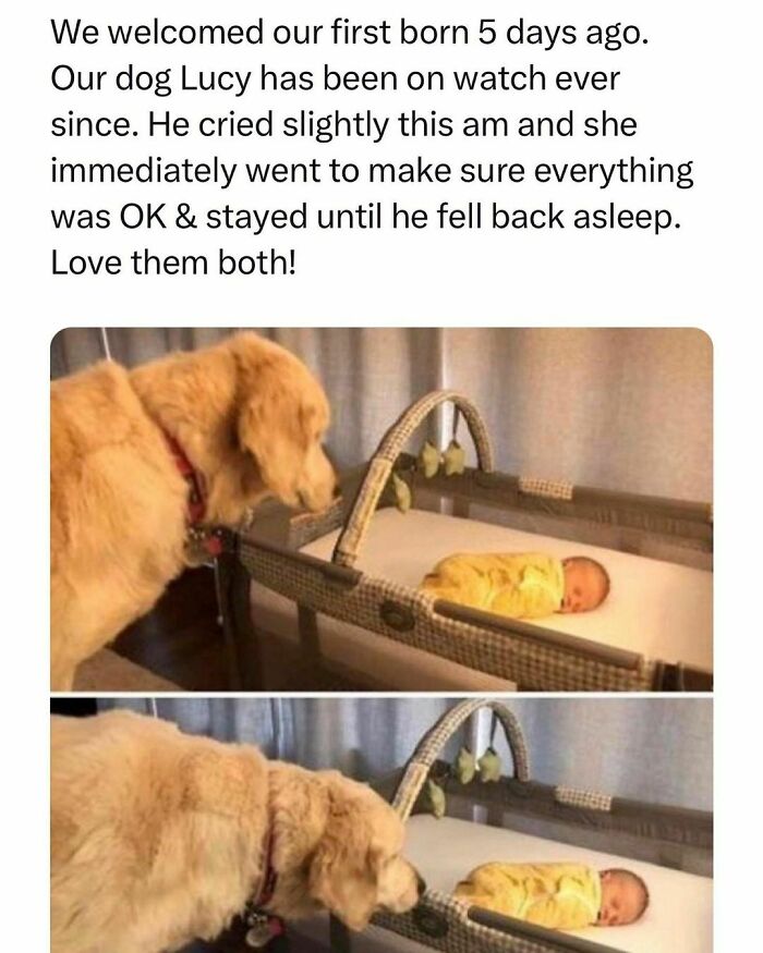 Dog watching over newborn baby in a crib, showing tender moment of students and young adults living best and worst life.