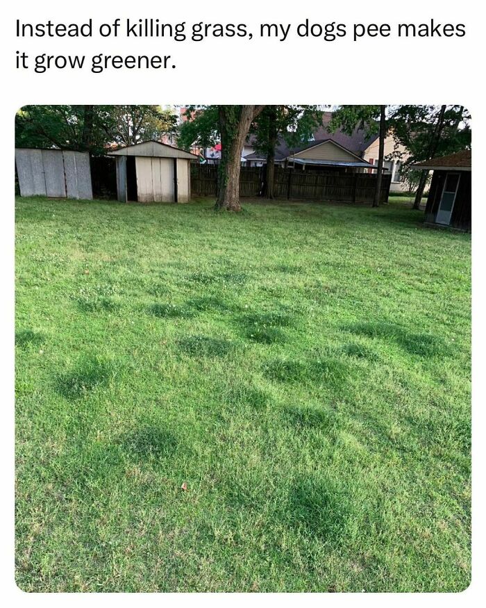 Green patches of grass in a backyard showing how dog pee helps grass grow greener, reflecting students and young adults life moments.