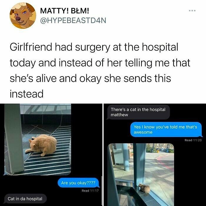 Text post and messages showing a student sharing a funny hospital cat photo instead of health updates, illustrating young adult life.