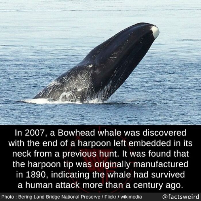 Bowhead whale emerging from water, linked to a fact about surviving a century-old harpoon attack, highlighting weird facts.