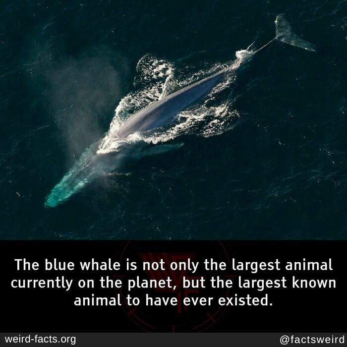 Aerial view of a blue whale, the largest known animal, swimming in the ocean; a weird fact about its size is highlighted.