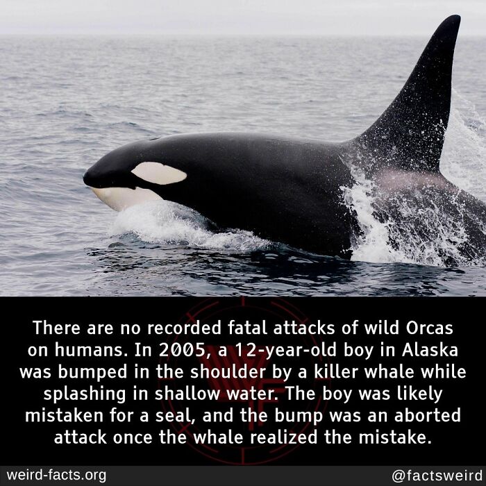 Orca swimming in the ocean, addressing a weird fact about no recorded fatal attacks by wild orcas on humans.